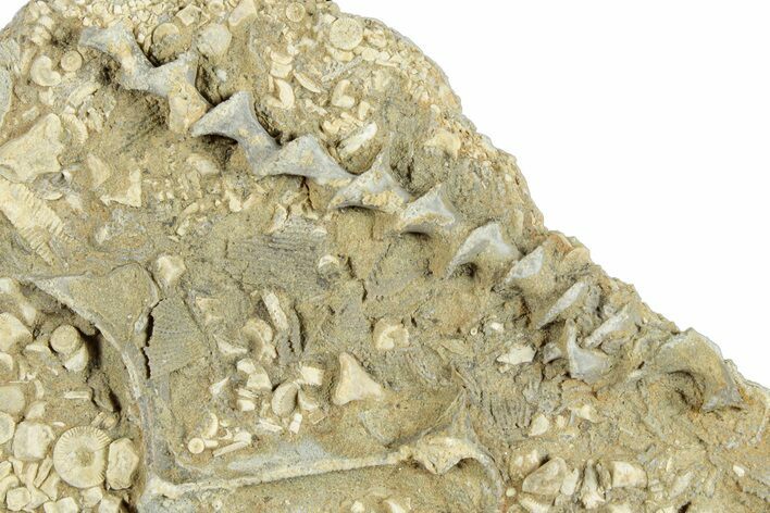 Archimedes Screw Bryozoan Fossil - Illinois #282698